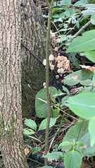 Coprinellus disseminatus