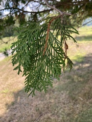Thuja occidentalis