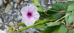 Ipomoea carnea fistulosa