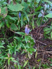 Gentiana andrewsii