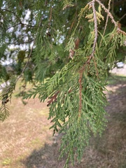 Thuja occidentalis
