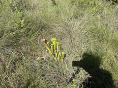 Sarracenia flava