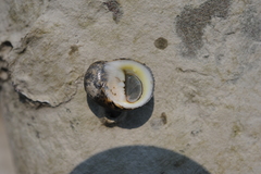 Nerita striata