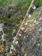 Scutellaria albida