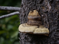 Fomitopsis pinicola