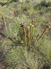 Sarracenia flava