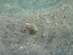 Acanthinucella spirata