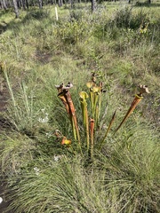 Sarracenia flava