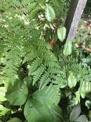 Pteridium aquilinum latiusculum