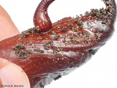 Cocytius antaeus