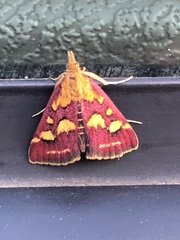 Pyrausta purpuralis