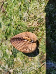Acanthocardia echinata