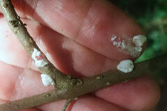 Ceroplastes
