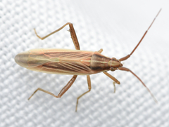 Stenodema trispinosum