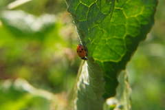 Hippodamia variegata