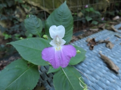 Impatiens balfourii