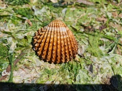 Acanthocardia echinata