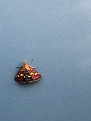 Pyrausta purpuralis