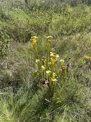 Sarracenia flava