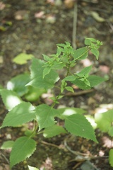 Macrosiphini