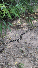 Lampropeltis californiae