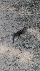 Sceloporus magister