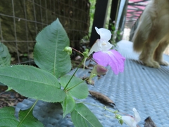 Impatiens balfourii