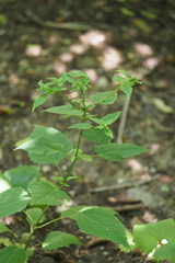 Macrosiphini