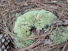 Leucobryum glaucum