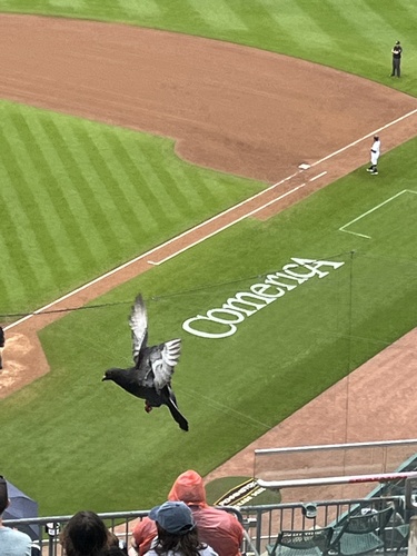 Feral Pigeon photographed in Michigan
