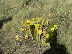 Sarracenia flava
