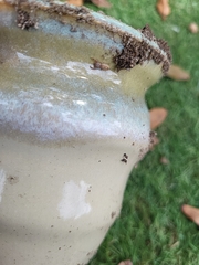 Salticidae