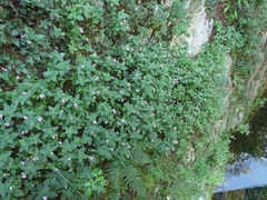 Impatiens balfourii