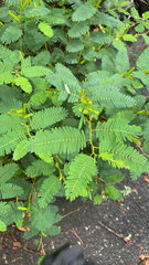 Chamaecrista nictitans