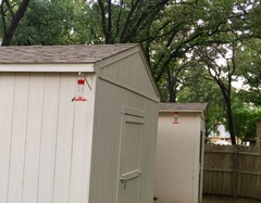 Archilochus alexandri