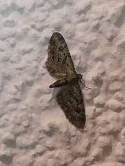 Eupithecia pusillata