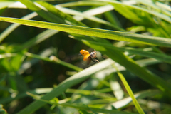 Hippodamia variegata