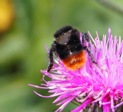 Bombus lapidarius