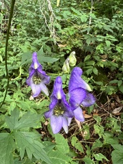 Aconitum uncinatum