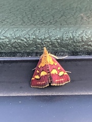 Pyrausta purpuralis