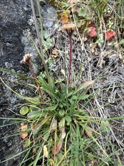 Erigeron eriocephalus