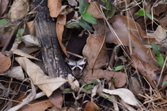Melipotis fasciolaris