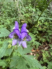 Aconitum uncinatum