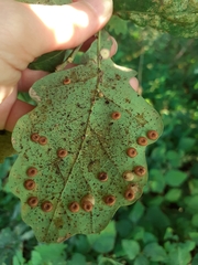 Neuroterus anthracinus