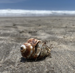 Coenobita compressus
