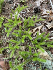 Lycopodium clavatum