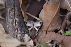 Melipotis fasciolaris