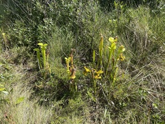 Sarracenia flava