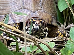Terrapene carolina triunguis