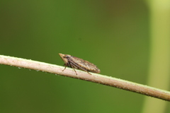 Aphrodinae